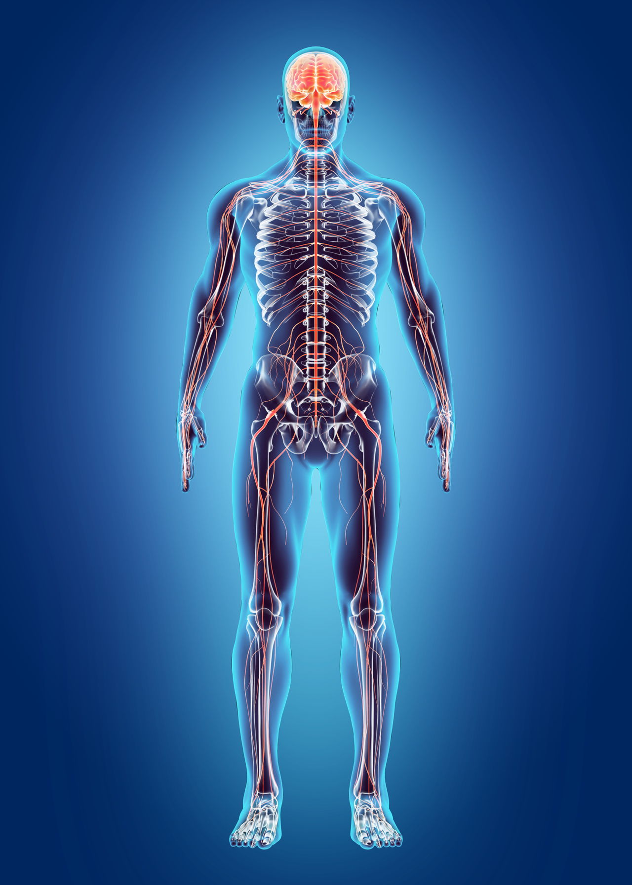 Visual Guide to Your Nervous System | Retiree News